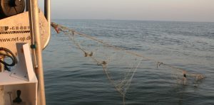 Vissersbond pleit voor eerlijke regeling zeebaars