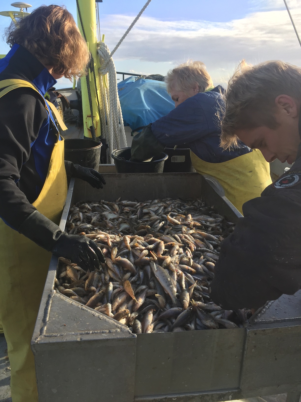Onderzoekers van wageningen marine research sorteren de vangst aan vis uit het IJsselmeer