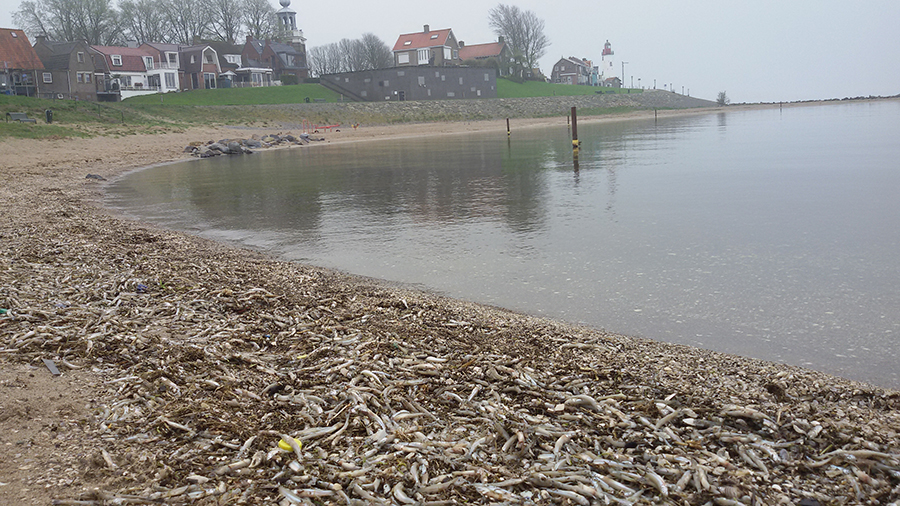 Spiering aangespoeld op strand Urk