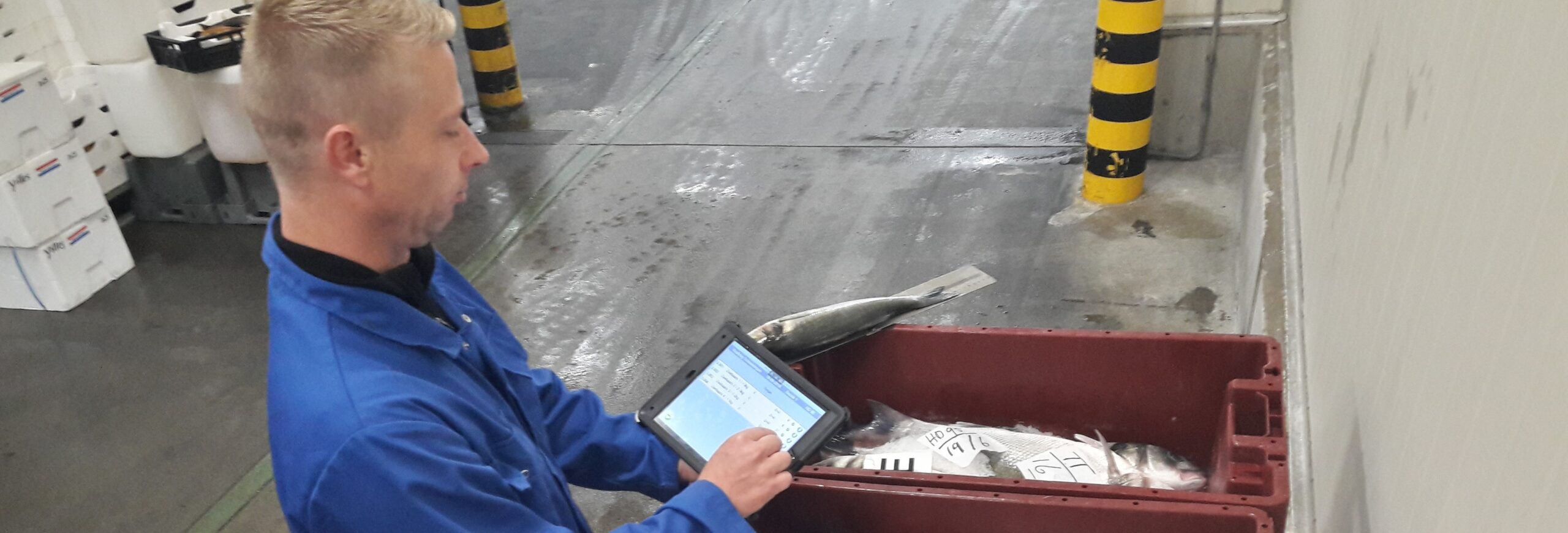 Visafslag medewerker Tim Kuipers bezig met de dagelijkse controle op versheid en maatvoering (Foto Robin Spaans)