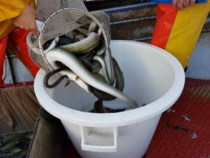 Voorzichtig herstel palingstand in Nederlandse wateren