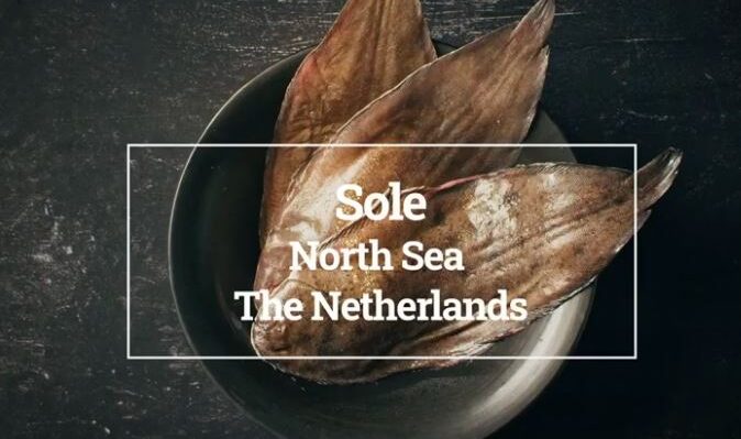 Sole - Northe Sea - Netherlands